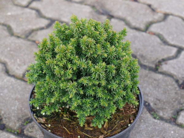 Sicheltanne Compressa • Cryptomeria japonica Compressa