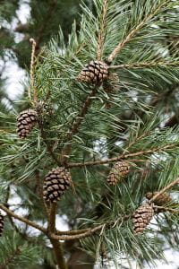 Waldkiefer • Pinus sylvestris