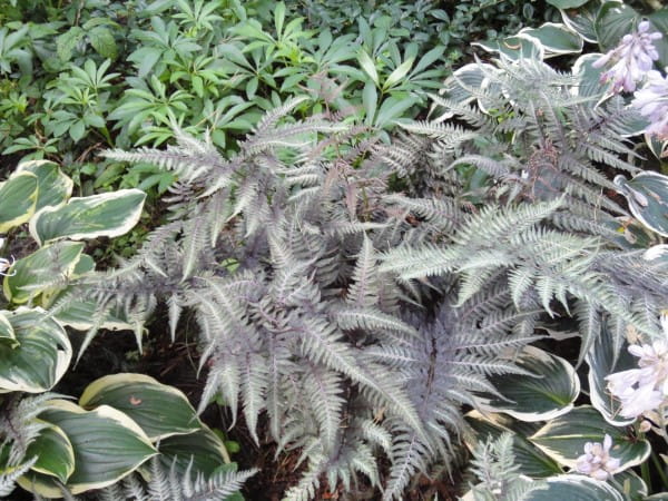 Garten-Regenbogenfarn Metallicum • Athyrium niponicum Metallicum