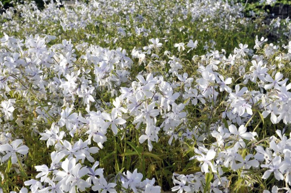 Garten-Flammenblume White Perfume • Phlox divaricata White Perfume