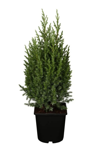 Blauer Kegel-Mooswacholder • Juniperus Chinensis Stricta