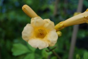Gelbe Trompetenblume Flava • Campsis radicans Flava