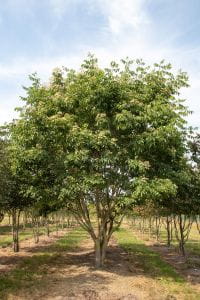 Bienenbaum Tausendblütenstrauch • Euodia hupehensis