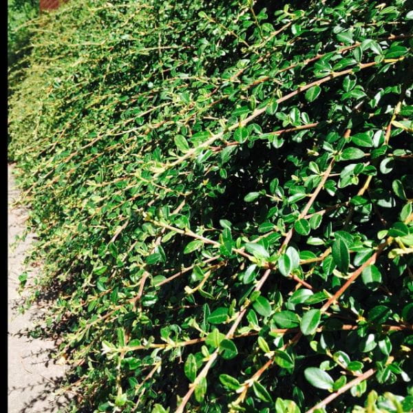 Teppichmispel Jürgl • Cotoneaster dammeri Jürgl