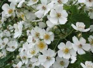 Rispen-Rose • Rosa multiflora - Wildrose