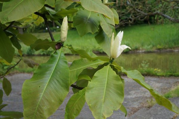 Schirmmagnolie • Magnolia tripetala