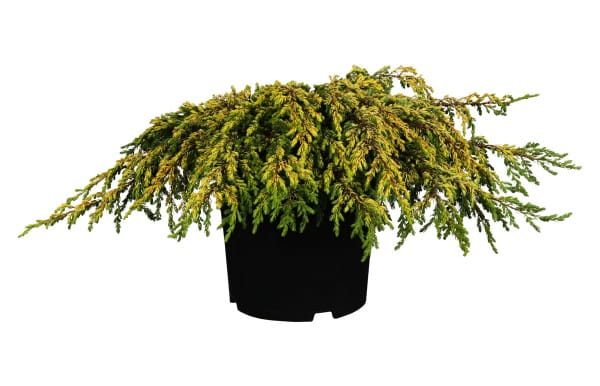Gew.Wacholder Goldschatz • Juniperus communis Goldschatz