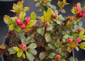 Japanische Azalee Rubinetta • Rhododendron obtusum Rubinetta