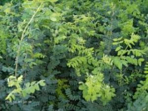 Erbsenstrauch • Caragana arborescens