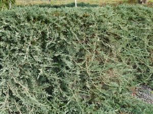 Teppichwacholder Wiltonii • Juniperus horizontalis Wiltonii