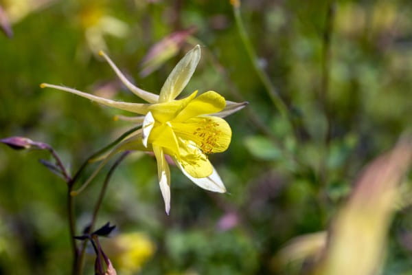 Langspornige Garten Akelei • Aquilegia caerulea Maxistar