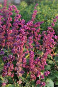 Quirlblättriger Salbei • Salvia verticillata Purple Rain