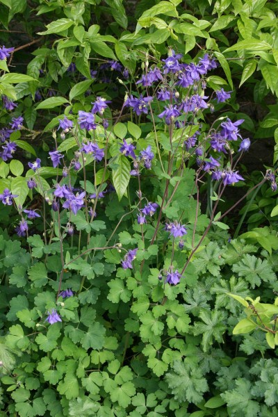 Wald - Akelei • Aquilegia vulgaris