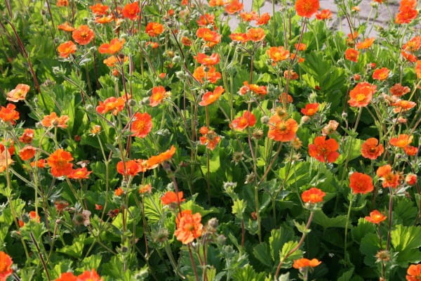 Garten-Nelkenwurz Borisii • Geum coccineum Borisii