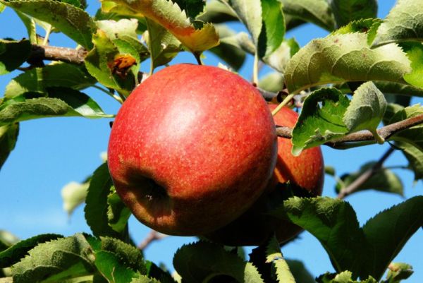 Apfelbaum Jonagored • Malus Jonagored