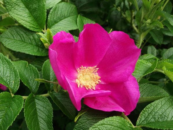Heckenrose Apfelrose • Rosa rugosa