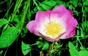 Historische Rose Apotheker-Rose • Rosa gallica Officinalis