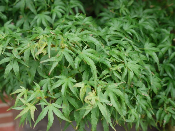 Fächerahorn Sharps Pygmy • Acer palmatum Sharps Pygmy