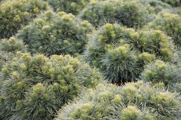 Kugelrunde Zwergkiefer Varella • Pinus mugo Varella