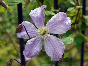 Italienische Waldrebe Prince Charles • Clematis viticella Prince Charles