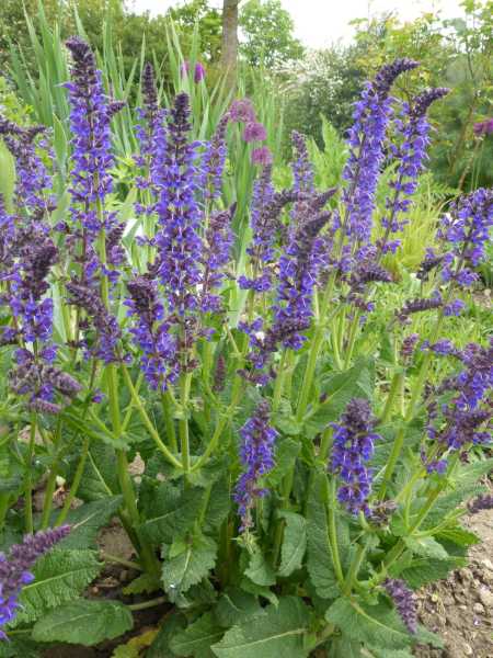 Garten-Blüten-Salbei • Salvia nemorosa Mainacht