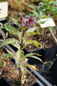 Hohe Garten-Flammenblume Amethyst • Phlox paniculata Amethyst