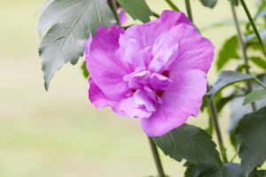 Garteneibisch Purple Ruffles® • Hibiscus purple Ruffles