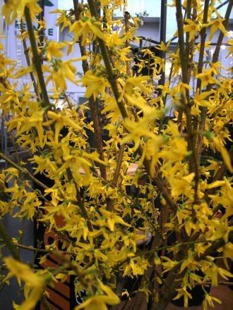 Goldglöckchen Lynwood Gold • Forsythia Lynwood Gold