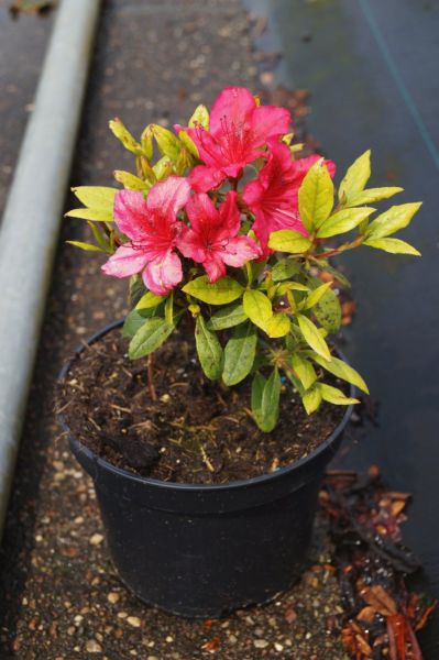 Japanische Azalee Georg Arends • Rhododendron obtusum Georg Arends