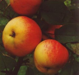 Apfelbaum Jamba • Malus Jamba