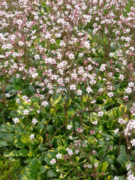 Garten-Porzellanblümchen Aureopunctata • Saxifraga x urbium Aureopunctata