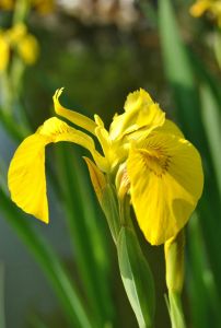 Sumpf-Schwertlilie • Iris pseudacorus