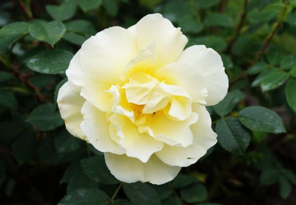 Rose Gelbe Dagmar Hastrup • Rosa rugosa Gelbe Dagmar Hastrup