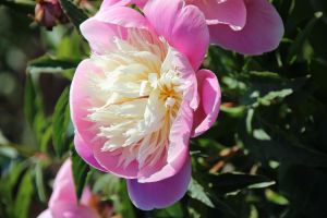 Pfingstrose Bowl of Beauty • Paeonia lactiflora Bowl of Beauty
