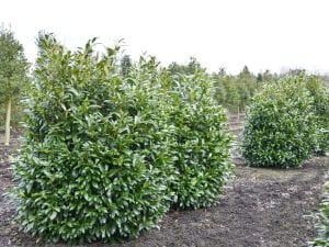 Kirschlorbeer Herbergii • Prunus laurocerasus Herbergii