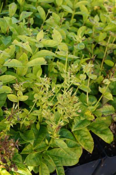 Hohe Garten- Flammenblume • Phlox paniculata Adessa White