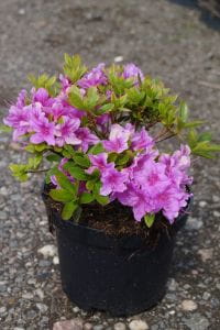 Japanische Azalee Otava • Rhododendron obtusum Otava