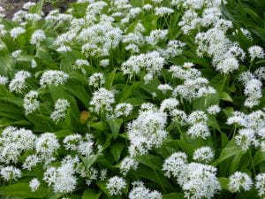 Bärlauch • Allium ursinum