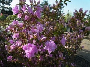 Rhododendron Elsie Lee • Rhododendron obtusum Elsie Lee