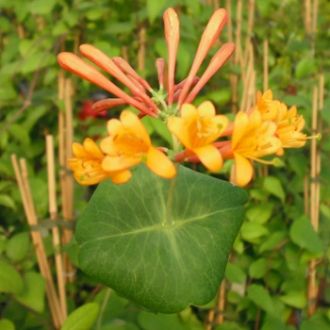 Geißschlinge Dropmore Scarlet • Lonicera Brownii Dropmore Scarlett