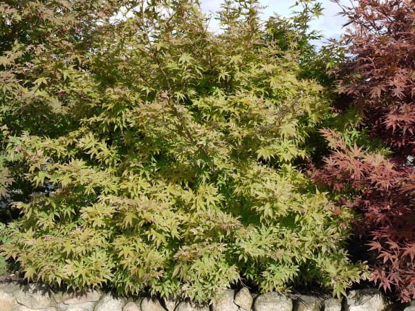 Fächerahorn Ukigumo • Acer palmatum Ukigumo