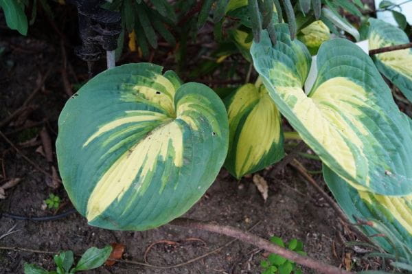 Garten-Funkie Fire and Ice • Hosta x fortunei Fire and Ice