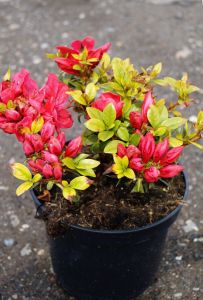 Japanische Azalee Hahns Red • Rhododendron obtusum Hahns Red