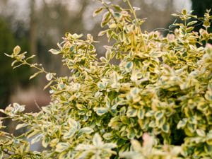 Gold-grüner Spindelstrauch • Euonymus fortunei Emerald Gold