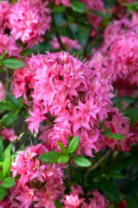 Rhododendron Homebush • Rhododendron luteum Homebush