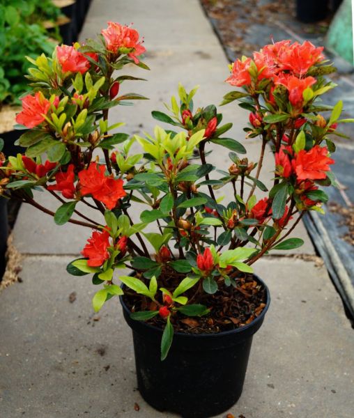 Japanische Azalee Satschiko / Geisha Orange • Rhododendron obtusum Satschiko