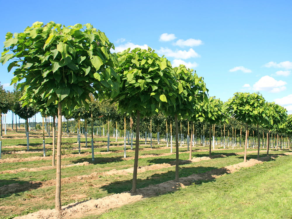Trompetenbaum (Nana) online kaufen Garten von Ehren Garten von Ehren