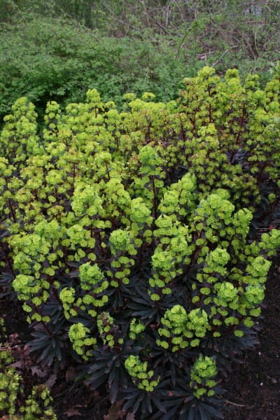 Mandelblättrige Garten Wolfsmilch • Euphorbia amygdaloides Purpurea