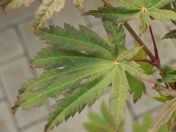 Japanischer Ahorn Vitifolium • Acer japonicum Vitifolium
