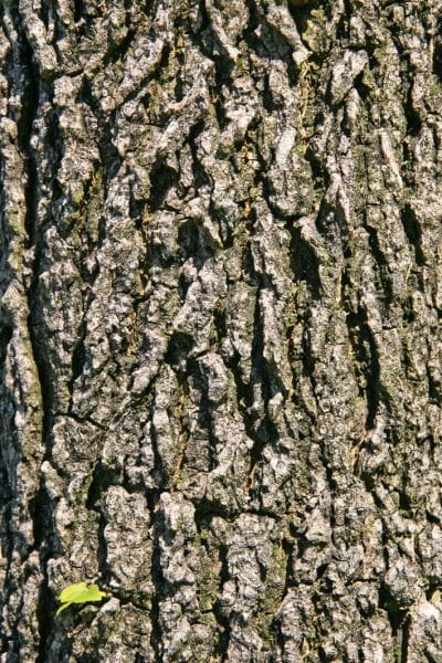 Amerikanischer Amberbaum • Liquidambar styraciflua